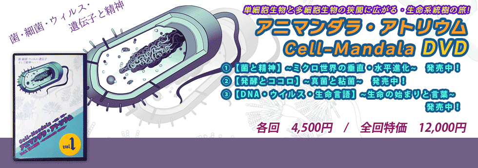 ●セルマンダラDVD