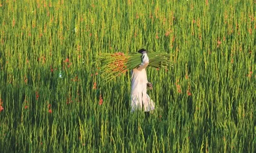 Farming reform Farming reform