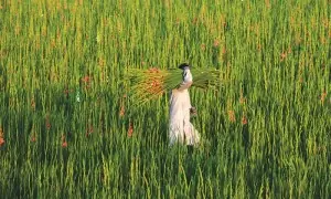 Farming reform Farming reform