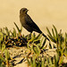 Suspicious Sandbird