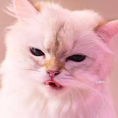 青いソファの上で