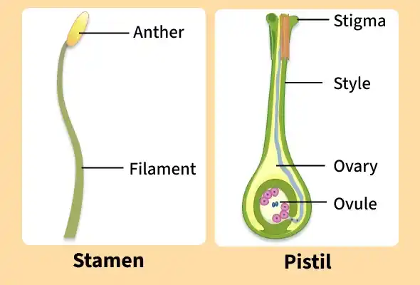 stamen_and_pistil