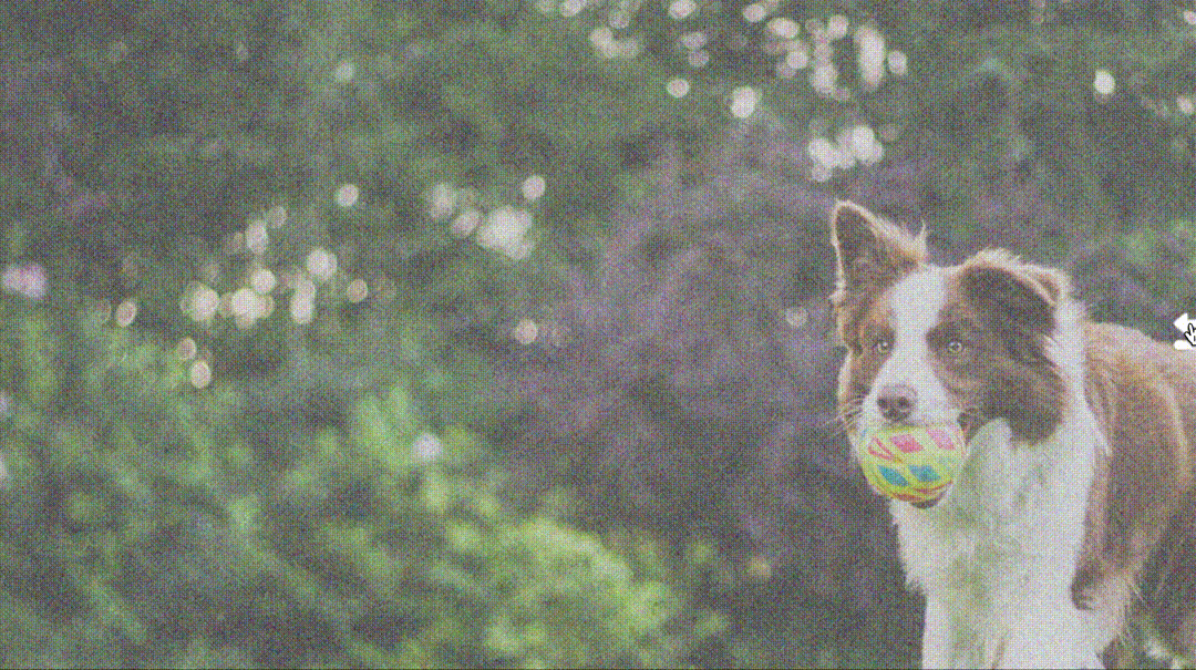 Image Denoising 