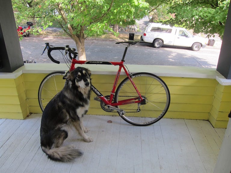 Yolo v1 - dog.jpg