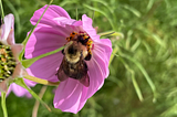 Fuzzy bumblebee pollinating a pink flower