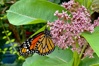 Monarch butterfly pollinating small purple flowers.