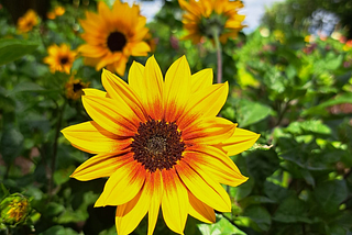 Yellow flower with bright orange and yellow colors similar to sunflower