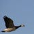 Barnacle Goose