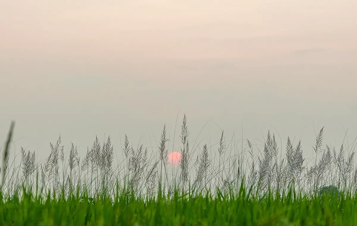 葦のしげる草原とぼんやりとした夕日
