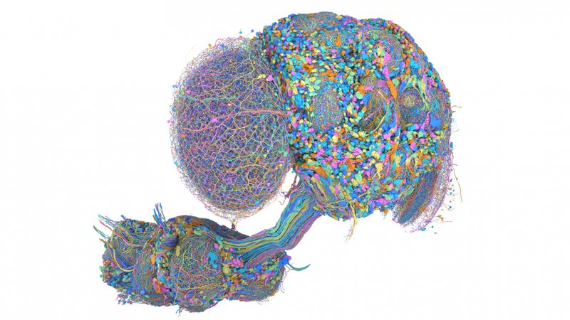 A colorful, high-resolution 3D rendering mapping the neurons of a fruit fly's brain and nerve cord.