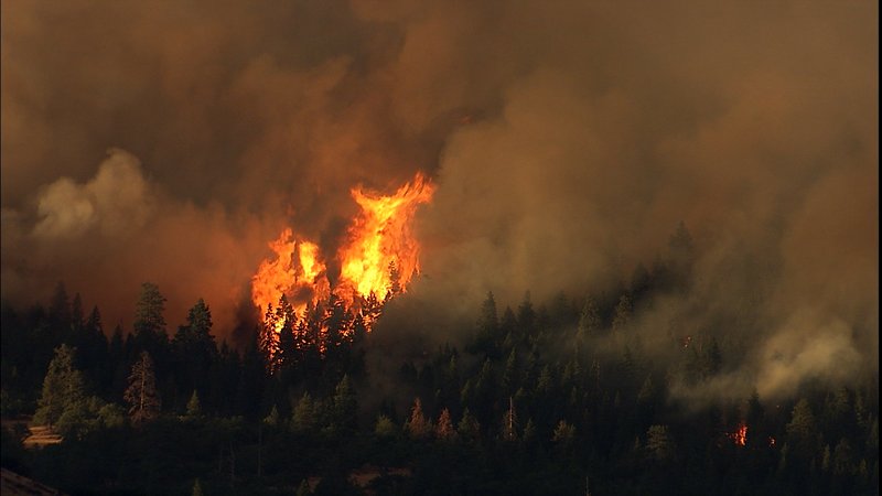 flames in a forest