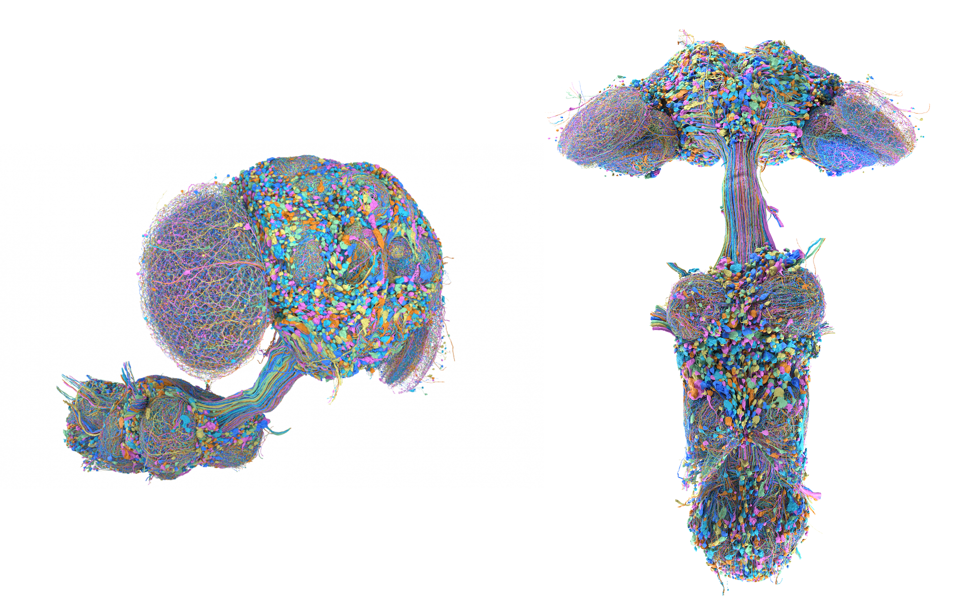 Male-Fruit-Fly-Brain-Map-1