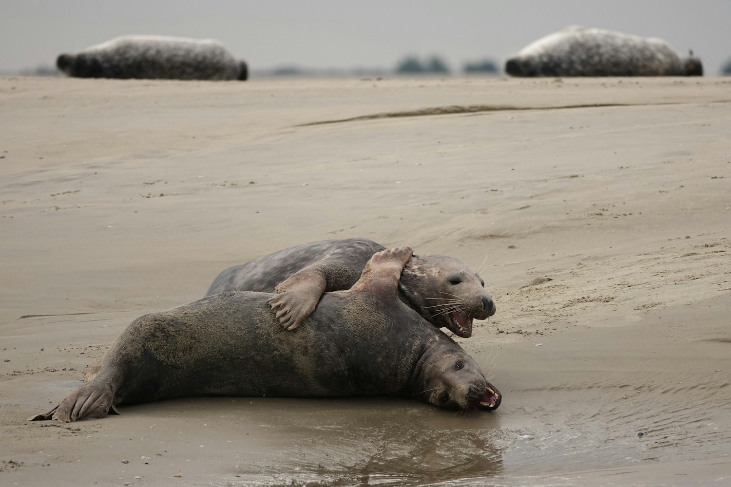 voir les phoques à Berck