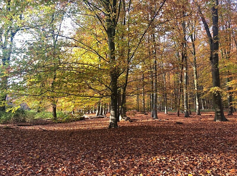 Amerongse Bos