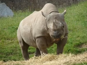 Black Rhino