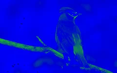 effect_color_blue
