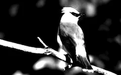 effect_contrast