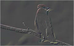 effect_engrave