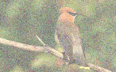 effect_flea