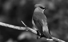 effect_grayscale