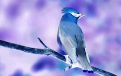 effect_invert