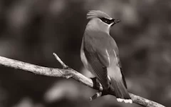 effect_sepia