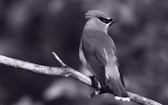 effect_sepia_blue