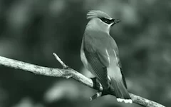 effect_sepia_green