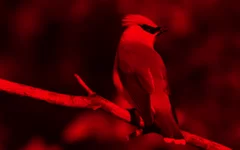 effect_sheding