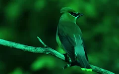 effect_sheding_cyan
