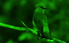 effect_sheding_green