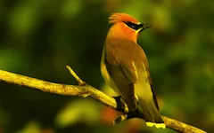 effect_sheding_yellow