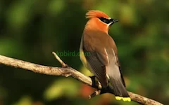 effect_watermark
