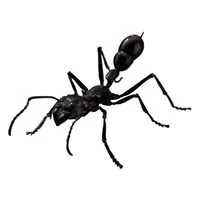 ant