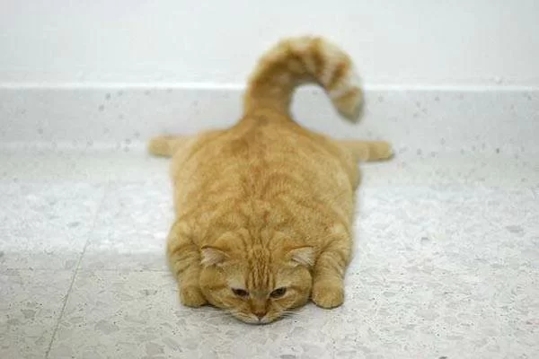 flat_cat