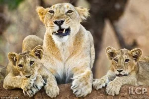 lions
