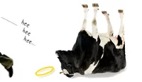 Moo?