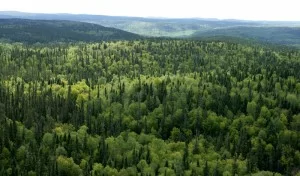 BOREAL FOREST 4