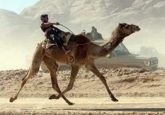 camel-03