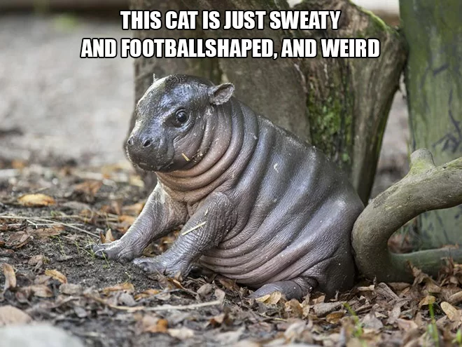 The worst cat 