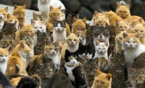 multiple-tomcat-instances