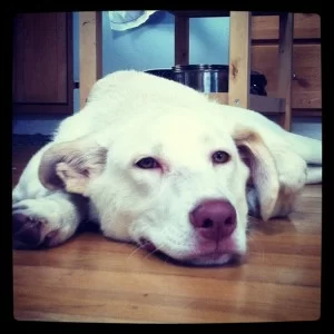 falcor