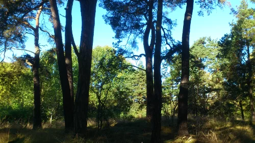 trees