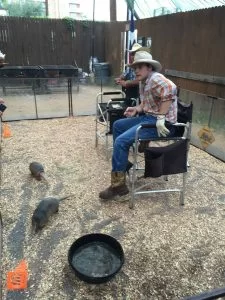 Armadillos!